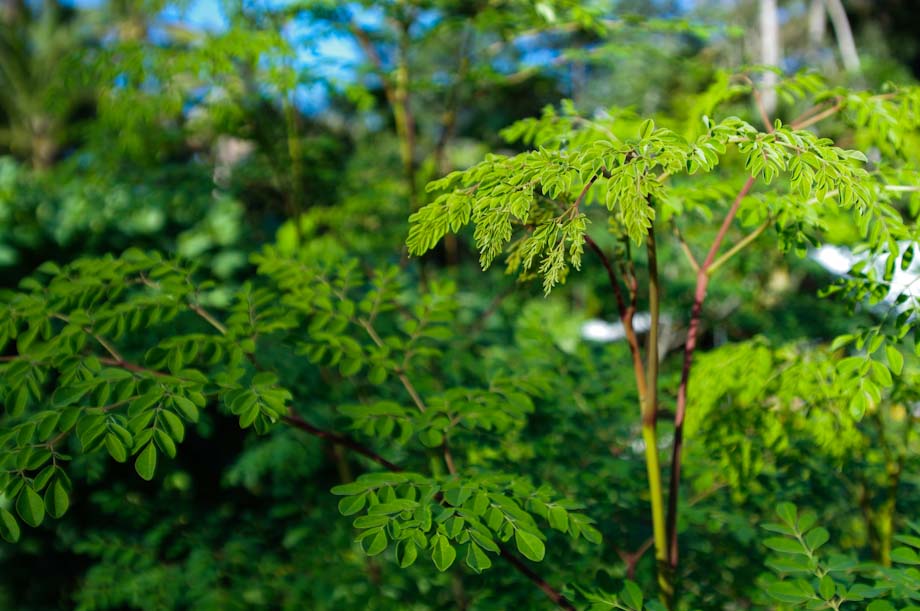 moringa-moringa-oleifera-fr